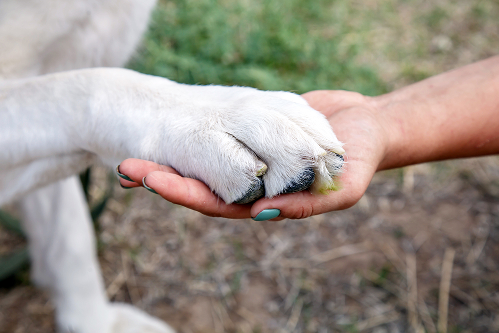 Person gently holding a dog's paw, symbolizing compassionate veterinary and pet care