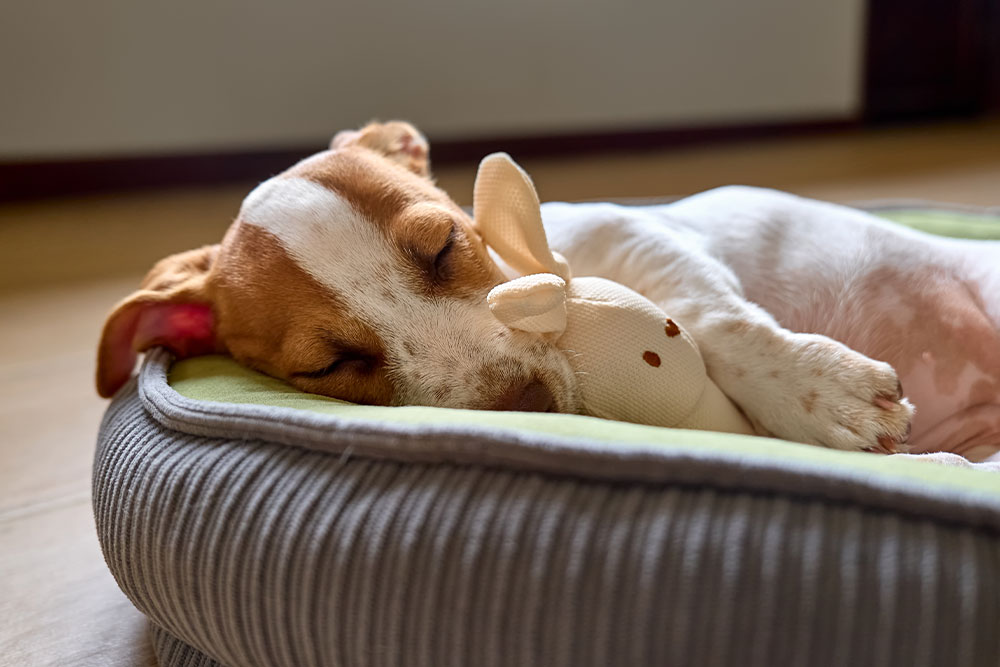 Puppy napping peacefully, showcasing healthy pet rest and wellness care in Northern Arizona