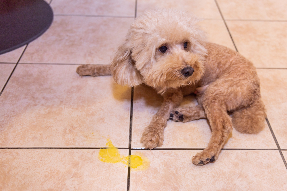 Toy Poodle showing signs of illness, vomiting yellow bile — pet health alert requiring urgent vet care