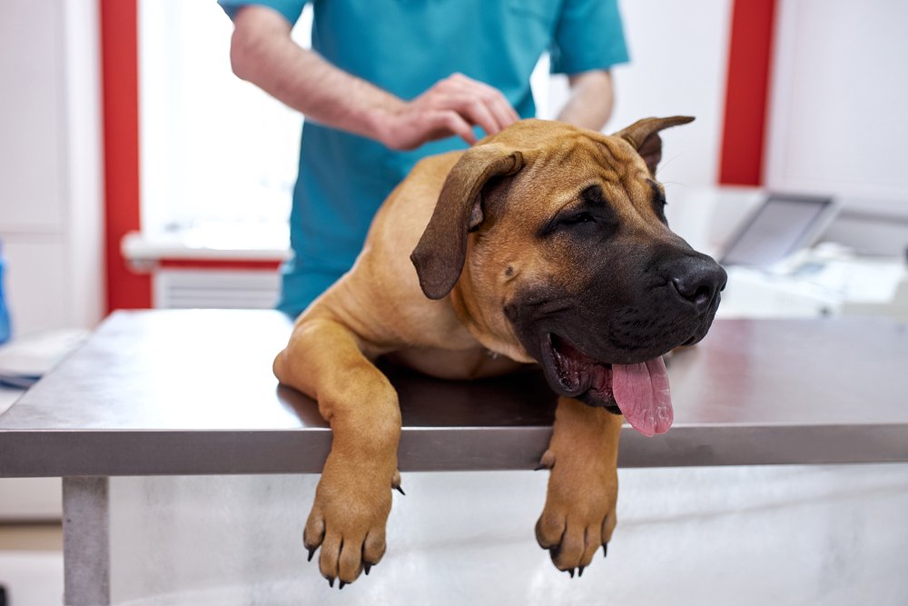 Veterinarian providing hands-on pet treatment at Flagstaff emergency veterinary clinic