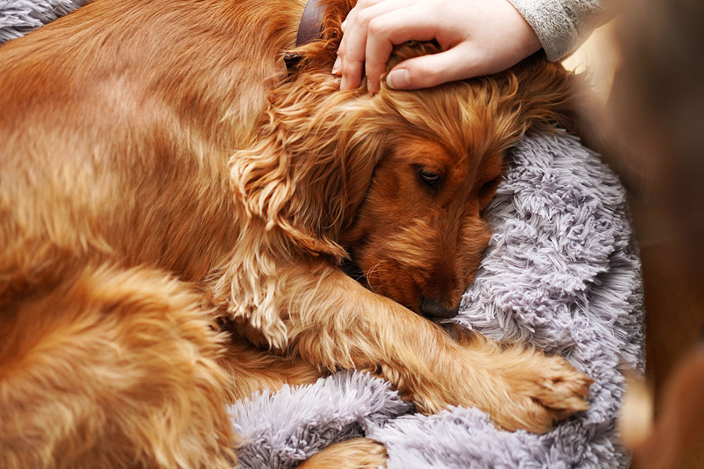 A hand gently petting the head of a golden Cocker Spaniel resting on a plush grey dog bed.