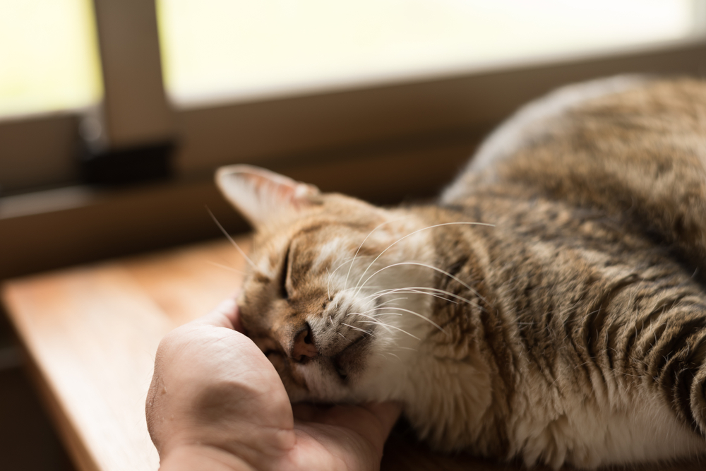 A hand gently cupping and stroking the chin of a sleeping brown tabby cat lying on a wooden surface near a window.