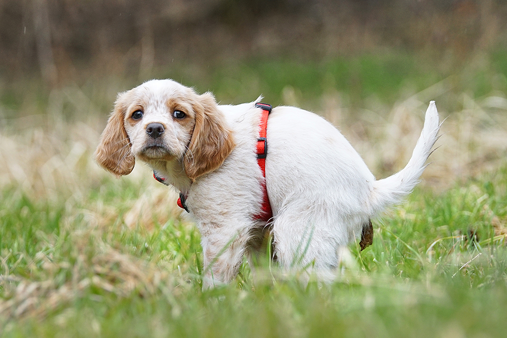 A small white and tan cocker spaniel puppy wearing a red harness crouches down in a hunched position to defecate in a grassy field, looking back over its shoulder toward the camera.