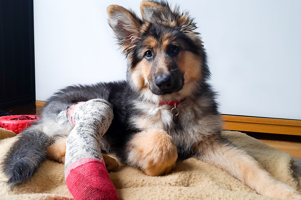German Shepherd puppy lying on a bed with a bandaged front leg