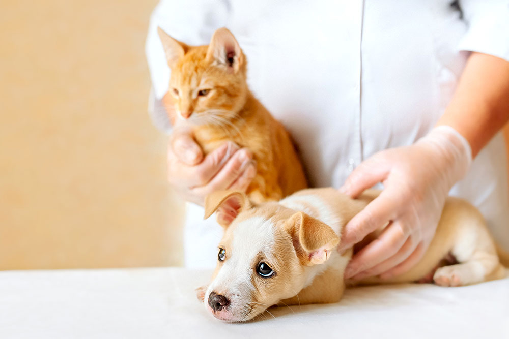 A veterinary professional in a white coat and gloves holding an orange kitten while gently petting a tan and white puppy on an exam table.