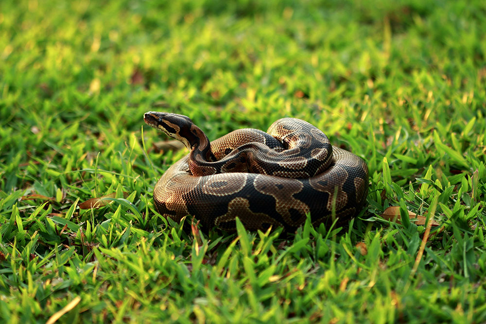 Python shedding its skin, representing exotic reptile pet care and ownership awareness