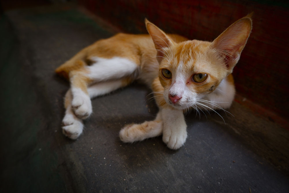 A small orange and white cat with large ears and yellowish eyes lying on a concrete surface, front legs crossed, against a reddish wall and darker floor background.