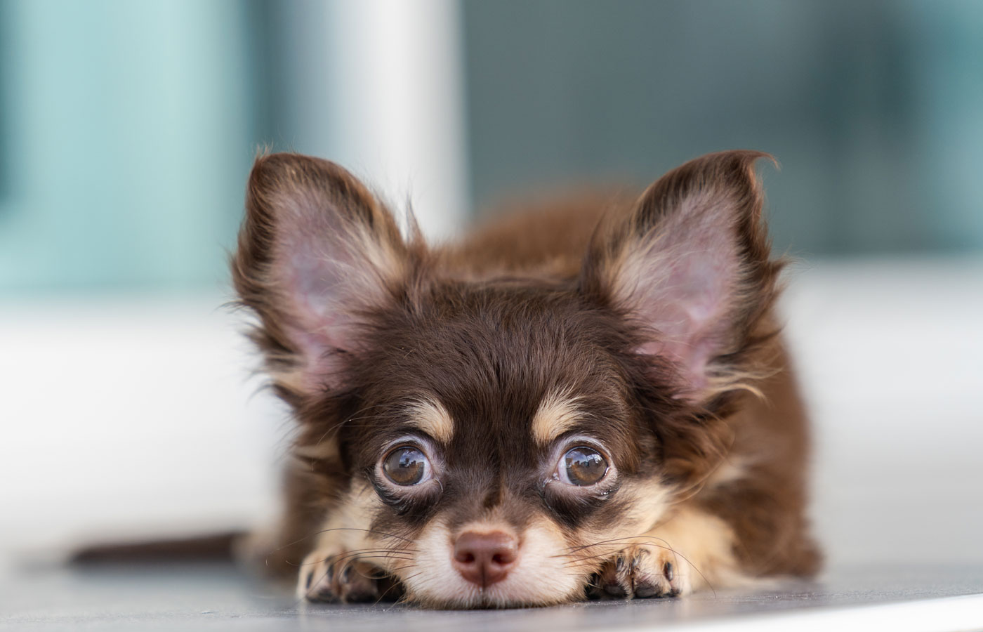 Dog experiencing a seizure being monitored by emergency veterinary care team
