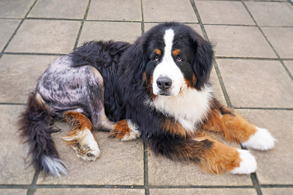 A Bernese Mountain Dog laying down on a tiled patio, showing a shaved patch of fur on its hindquarter and lower back from a recent veterinary procedure or medical surgery.