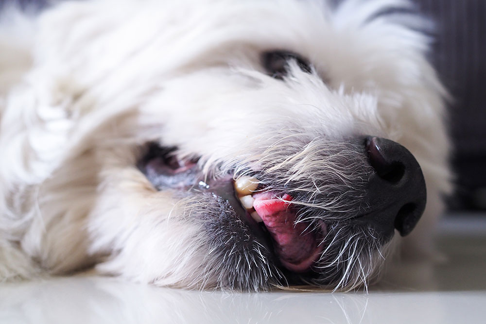 Close-up of a sleeping dog resting peacefully, representing pet comfort and post-care recovery