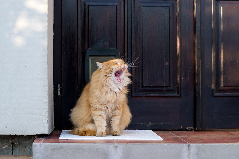 Cat lying stretched out like a doorstop, a humorous look at everyday pet life in Flagstaff, AZ