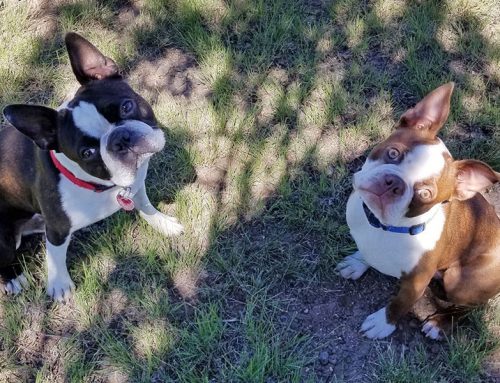 The Story of Ernie, Boston Terrier – Bitten by a Rattlesnake!