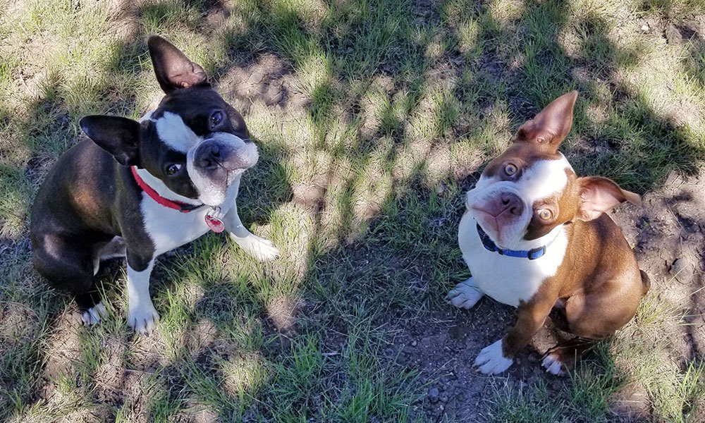 Ernie the Boston Terrier recovering after rattlesnake bite treatment at a Flagstaff veterinary emergency center