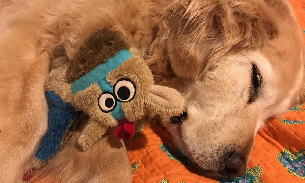 Maggie, a 9-year-old Golden Retriever, featured in a veterinary patient success story at VESCNA Flagstaff