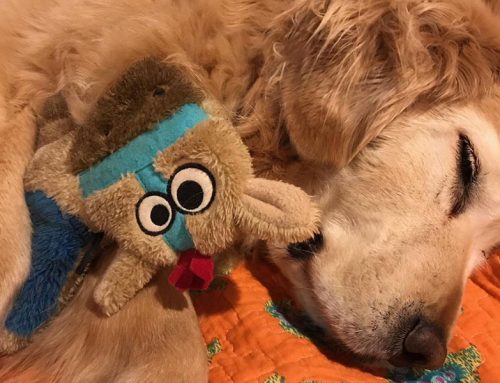 The Story of Maggie, a 9-Year-Old, Spayed Female Golden Retriever