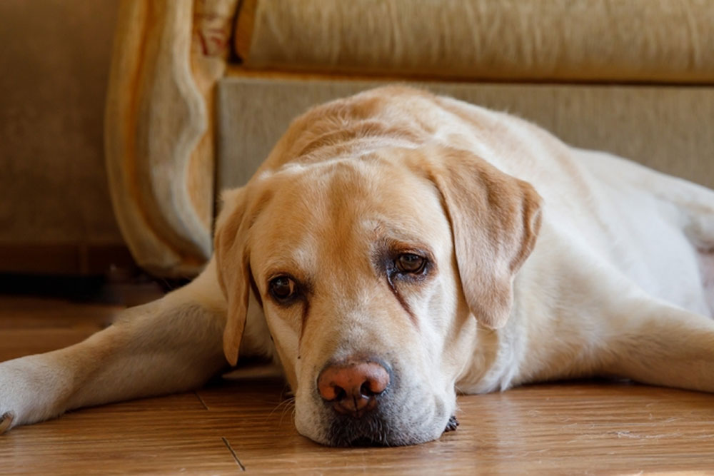 Tired dog resting on floor, possible lethargy symptom requiring veterinary evaluation in Flagstaff AZ