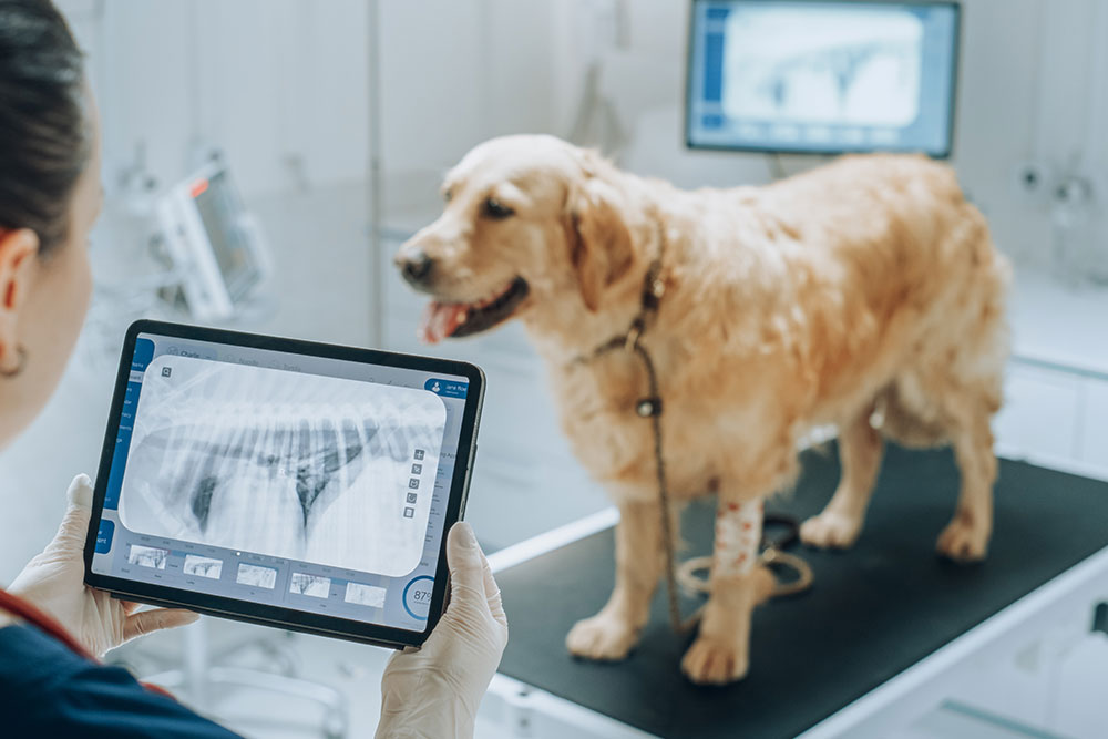 A veterinarian holds a tablet displaying a digital X-ray of a chest cavity while a Golden Retriever with a bandaged leg stands on the exam table in the background.