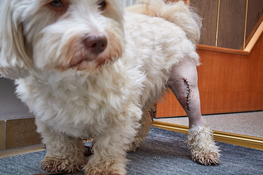 Dog resting and recovering at home after veterinary surgery, wearing a protective cone