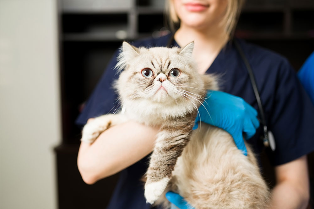 Veterinarian performing a thorough health checkup on a cat at a Northern Arizona pet clinic