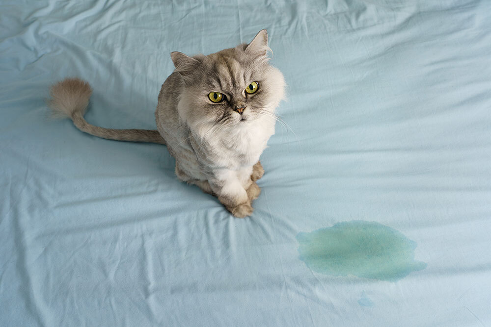 Cat urine accident on a bed, a common sign of feline urinary or behavioral health issues