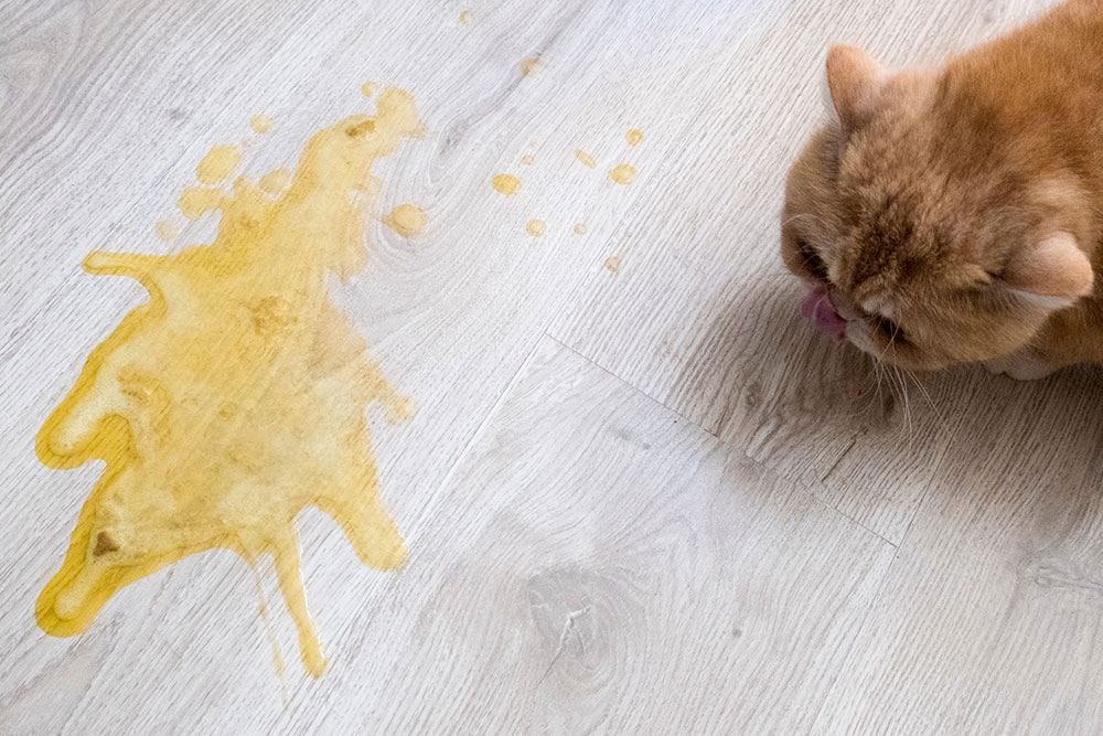 Cat vomiting on floor, a warning sign of illness requiring prompt veterinary evaluation