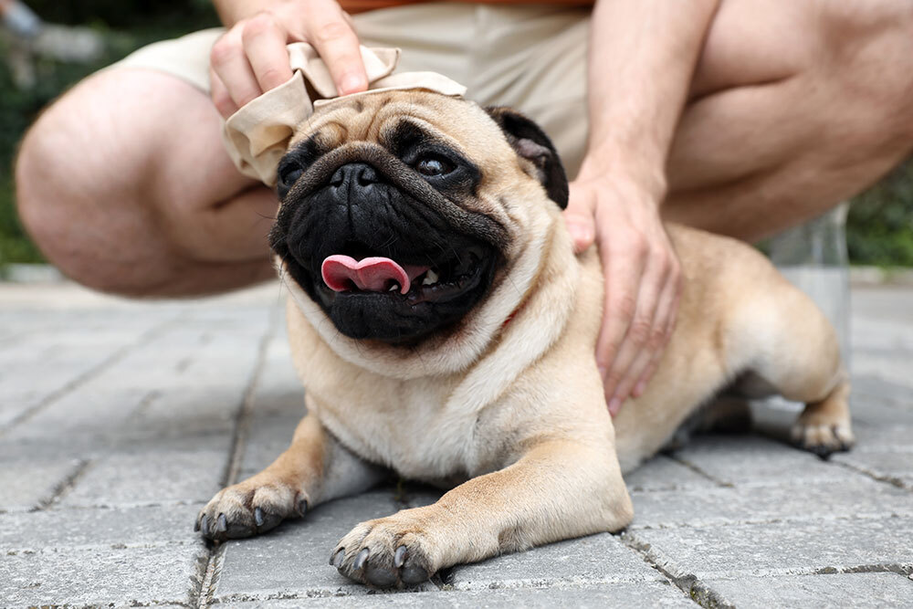 Pug being cooled down with water during hot weather to prevent pet heatstroke