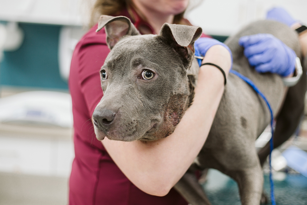 Dog sitting calmly at a veterinary clinic during a checkup in Flagstaff, AZ