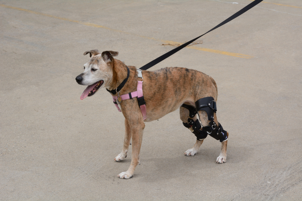 Veterinarian assessing a dog with a CCL tear for TPLO surgery, highlighting orthopedic treatment, knee stabilization, pain relief, recovery, and improved long-term mobility.