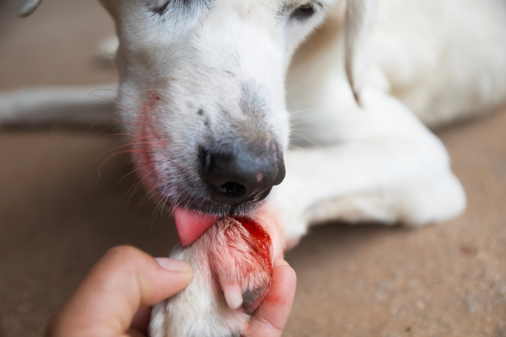 Dog with an injured paw receiving veterinary care for a paw injury.