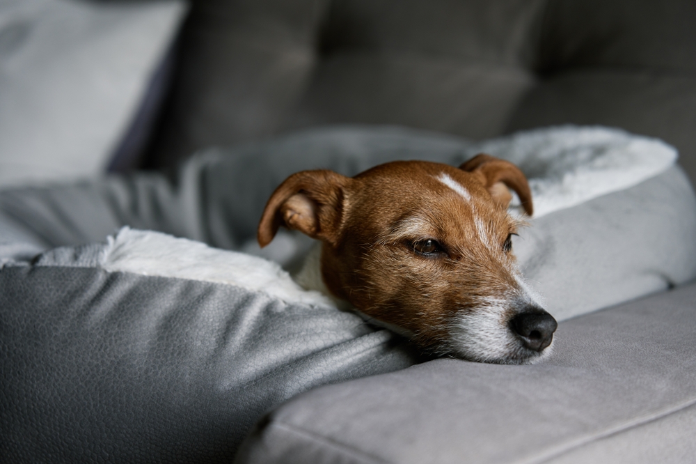 Dog lying down with low energy, potentially showing early neurological symptoms