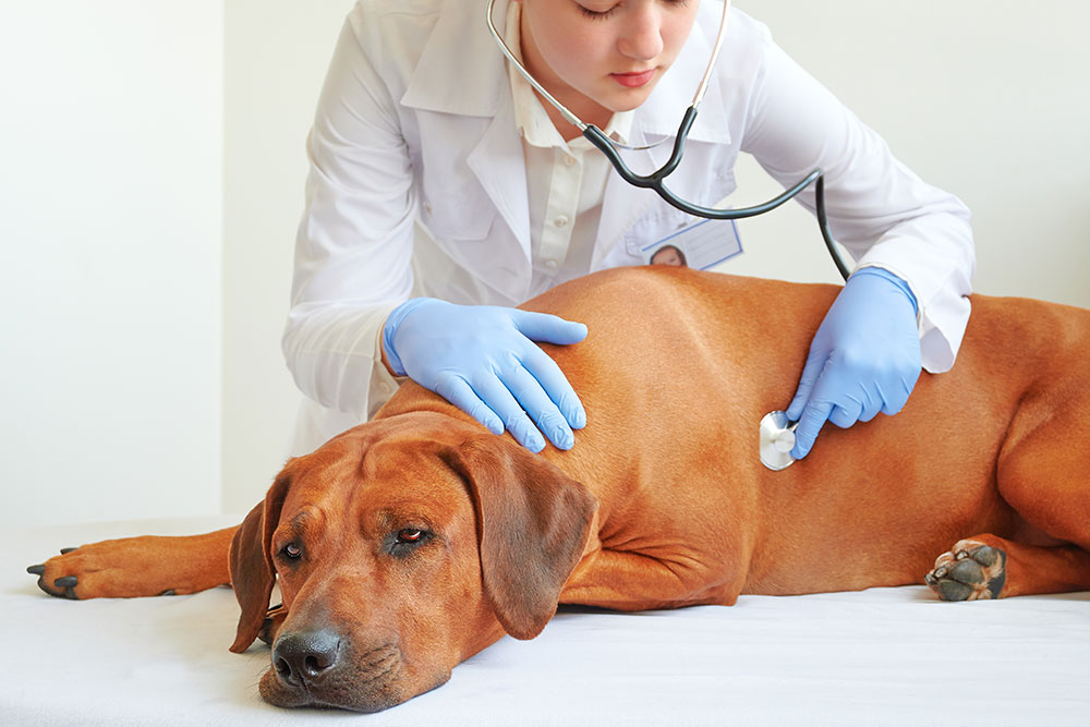 Veterinarian conducting a thorough physical exam on a dog at a Northern Arizona veterinary clinic