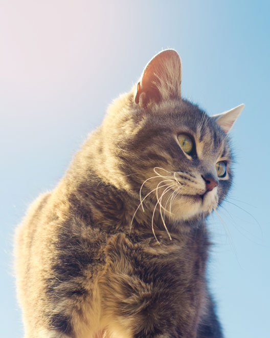 Veterinary staff member caring for a pet patient at an emergency veterinary center
