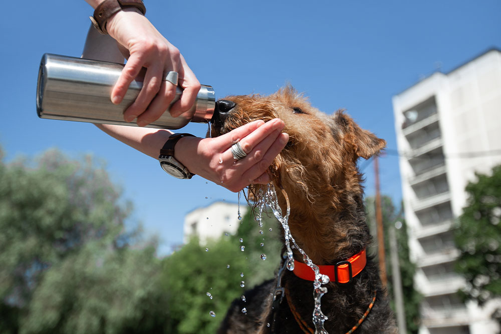Dog drinking water outdoors in summer heat, emphasizing pet hydration and heat safety tips
