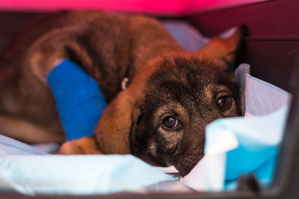 Injured puppy with blue bandage on leg receiving emergency veterinary treatment