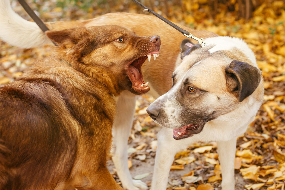 Two leashed dogs fighting outdoors, showing common causes of pet injuries requiring emergency vet care
