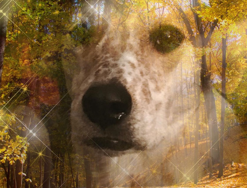 Lulu the beloved pet showcased as a patient success story at Flagstaff veterinary clinic
