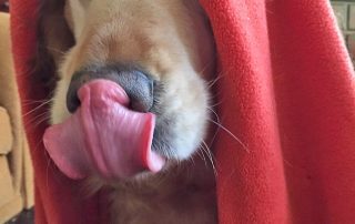 maggie-licking Joyful Golden Retriever Maggie licking, a pet success story from VESCNA emergency veterinary care
