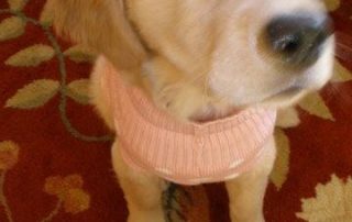maggie-looking-up Golden Retriever named Maggie looking up, healthy and happy after veterinary treatment in Flagstaff, AZ