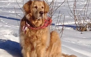 maggie-with-ball Happy Golden Retriever named Maggie playing with a ball following recovery at Northern Arizona vet center