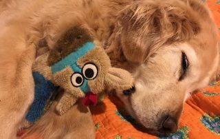 maggie-with-pal Golden Retriever named Maggie playing with a companion after successful veterinary care in Flagstaff