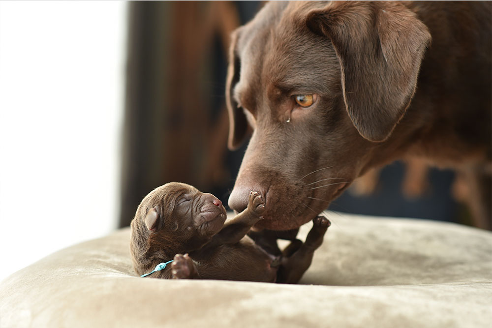 Mother dog nursing newborn puppy, illustrating whelping and neonatal pet care services