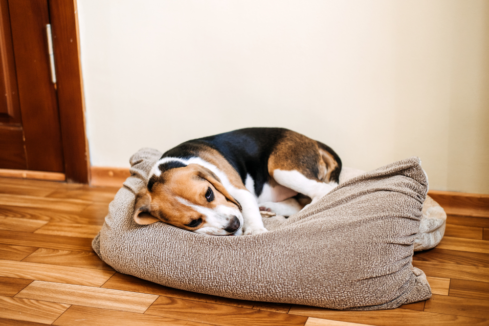 Young puppy appearing unwell during a veterinary evaluation for common puppy diseases and health concerns.