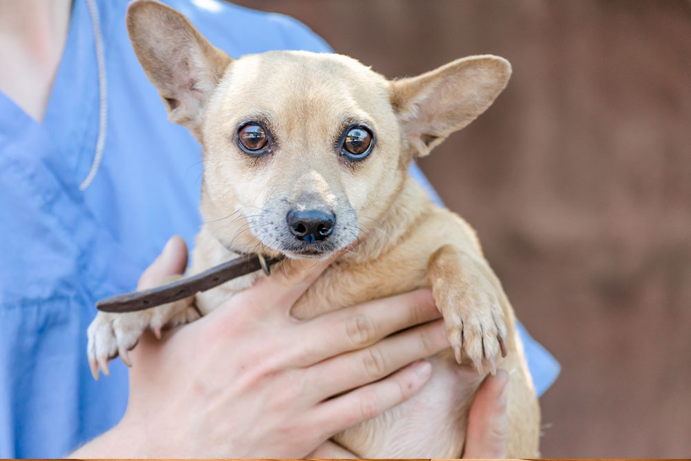 Rescued Chihuahua receiving veterinary care at Northern Arizona emergency pet clinic