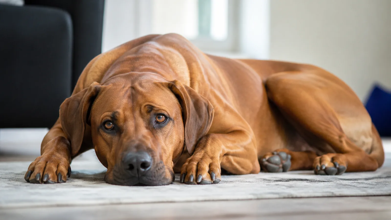 Rhodesian Ridgeback lying down indoors, resting quietly on a soft floor.