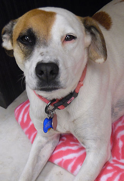 Toxic plants and household items that are dangerous to pets — emergency poison guide
