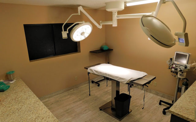 Veterinary surgical team performing a procedure on a pet patient in an operating room
