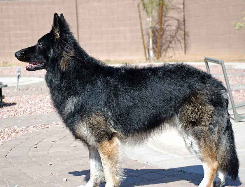 Thor the pet patient recovering after treatment at Northern Arizona emergency animal hospital
