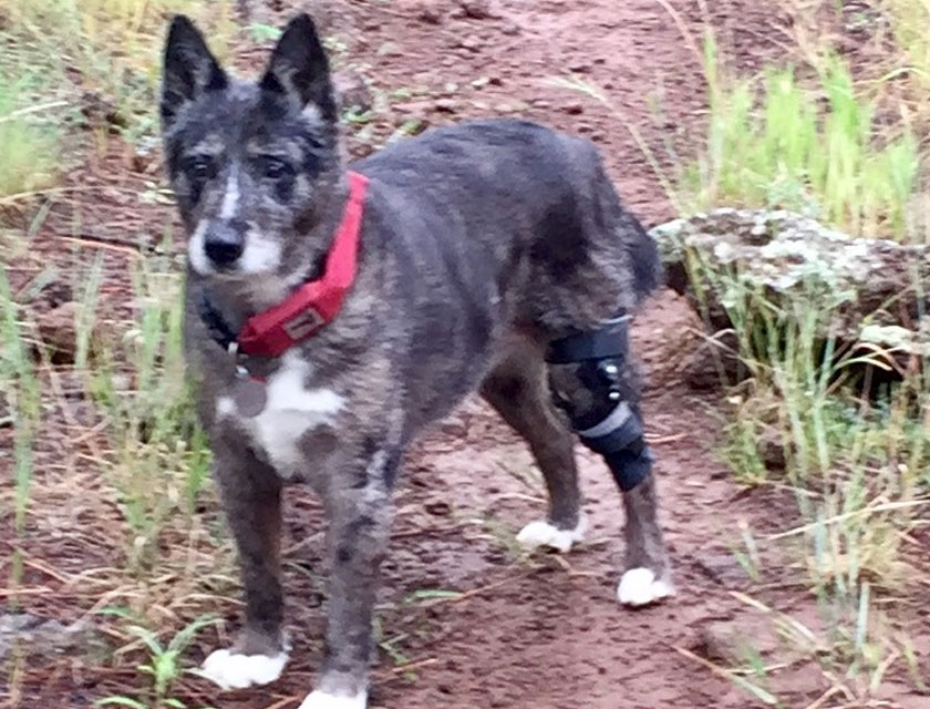 Timer the pet patient treated at Northern Arizona emergency veterinary hospital in Flagstaff
