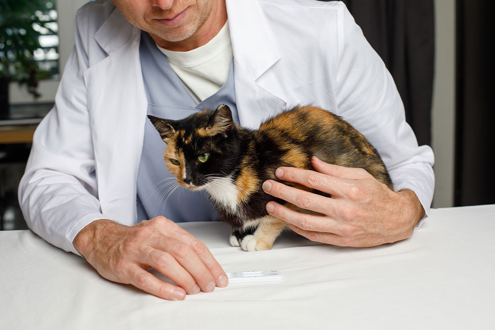 Veterinarian performing a wellness checkup on a calico cat at a veterinary clinic