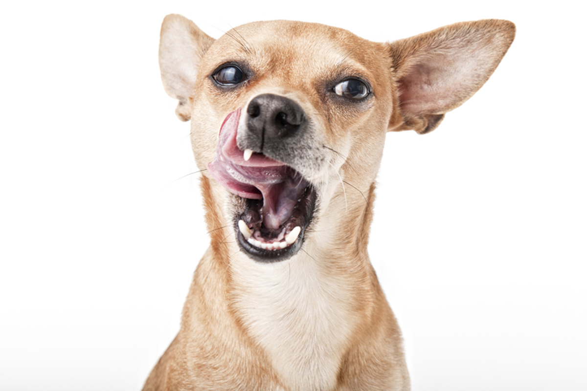 Pet experiencing vomiting and diarrhea symptoms requiring emergency veterinary care in Flagstaff AZ
